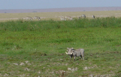 Amboseli National Park