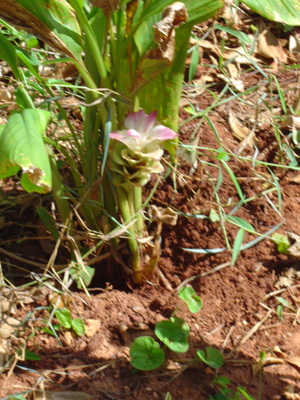 Turmeric Flower, Spice Tour, Zanzibar 2003