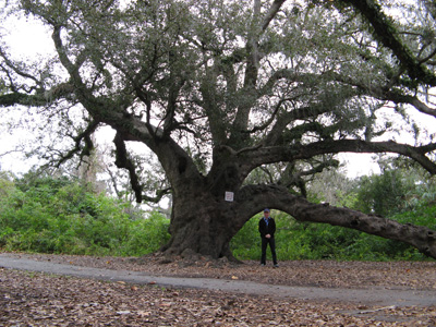 Louisiana Live Oak + Scotsman, Audubon Zoo, New Orleans 2006