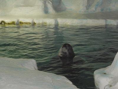 Polaria: Bearded Seal, Tromso 2006, Scandinavia 2006
