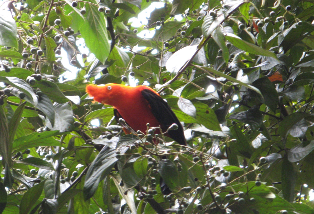 Machu Picchu, MPPH: Andean Cock-of-the-Rock Peruvian National Bird