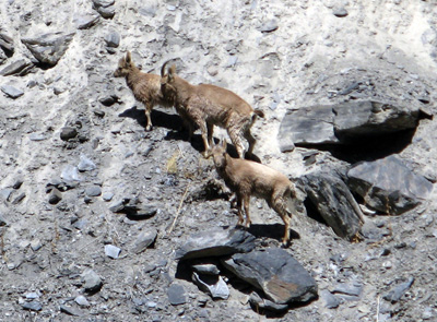 Khunjerab to Islamabad, Pakistan 2008