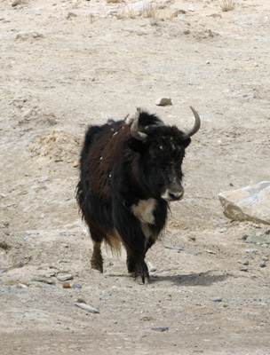Kara Kul, Bovine Yak or semi-Yak?, The KKH: Kara Kul & Tashkurgan, Xinjiang 2008
