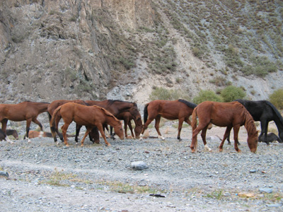 Bishkek to Osh, Kyrgyzstan 2008