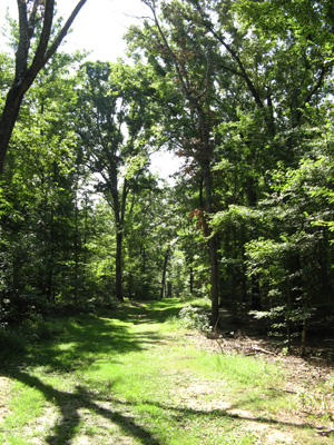 The Sunken Road, Shiloh, Tennessee 2008
