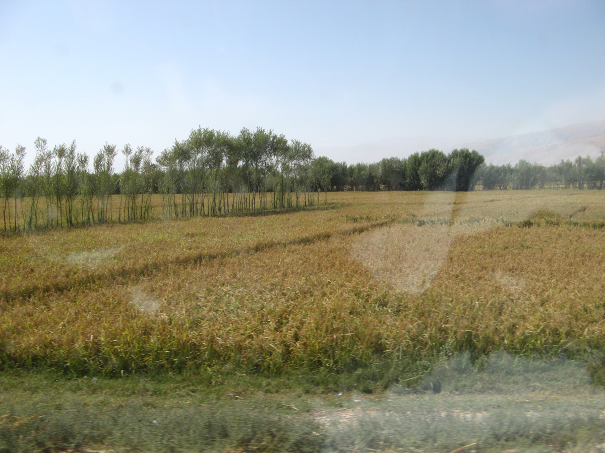 Mazar-Panjshir, Afghan rice!