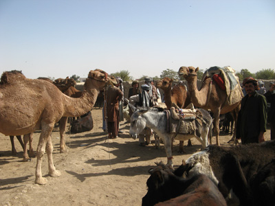 Livestock market, Mazar-e Sharif, Afghanistan 2009