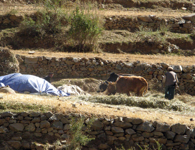 Cattle threshing grain, Panjshir Valley, Afghanistan 2009
