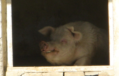 "Pig" Kabul Zoo, Afghanistan 2009