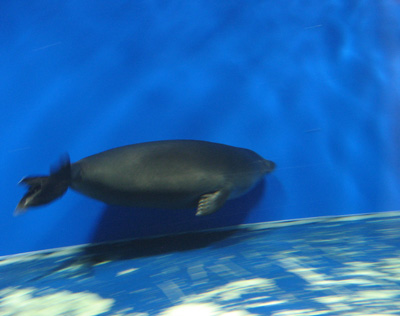 Baikal Museum: Plump Nerpa seal, Listvyanka, Siberia 2009