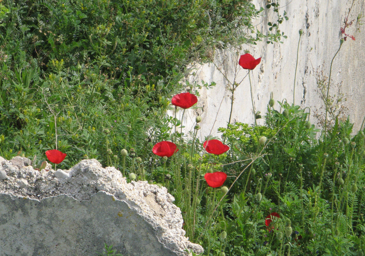 Tyre, Wild Poppies