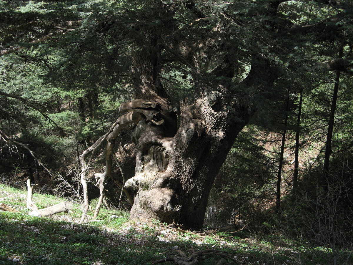 Chouf Mountains, Ancient Cedar