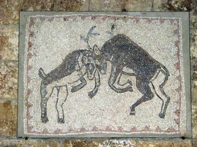 Stags Fighting, Chouf Mountains, Lebanon 2010