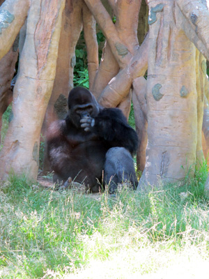 Fine Gorilla, Omaha, NE, 2010 USA West