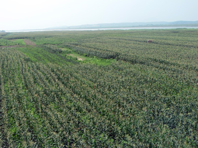 Corn, Exit, North Korea 2011