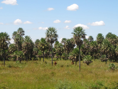 19 miles SW of Asuncion, Corrientes, South America 2011