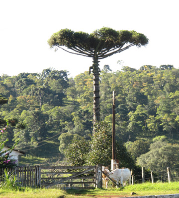 125 miles West of Curitiba, Itaipu, South America 2011