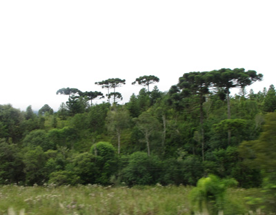 26 miles NE of Curitiba, South America 2011