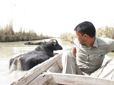 The Marshes, Mesopotamia 2012