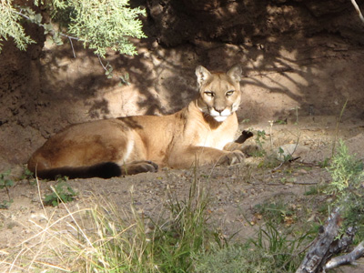Mountain Lion, Arizona‑Sonora Desert Museum, Tucson++ 2012
