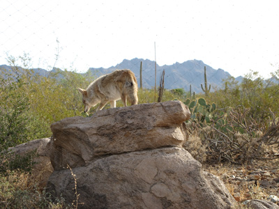 Coyote, Arizona‑Sonora Desert Museum, Tucson++ 2012