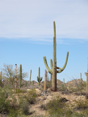 Saguaro National Park, Tucson++ 2012