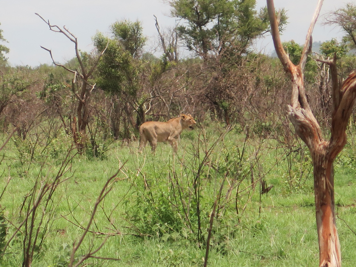 Kruger, Introductory Lion Snapped on the way in.