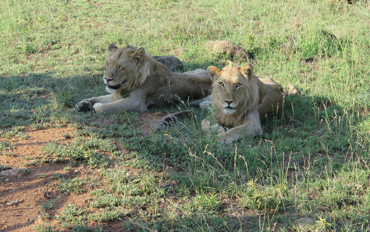Kruger, Two male lions
