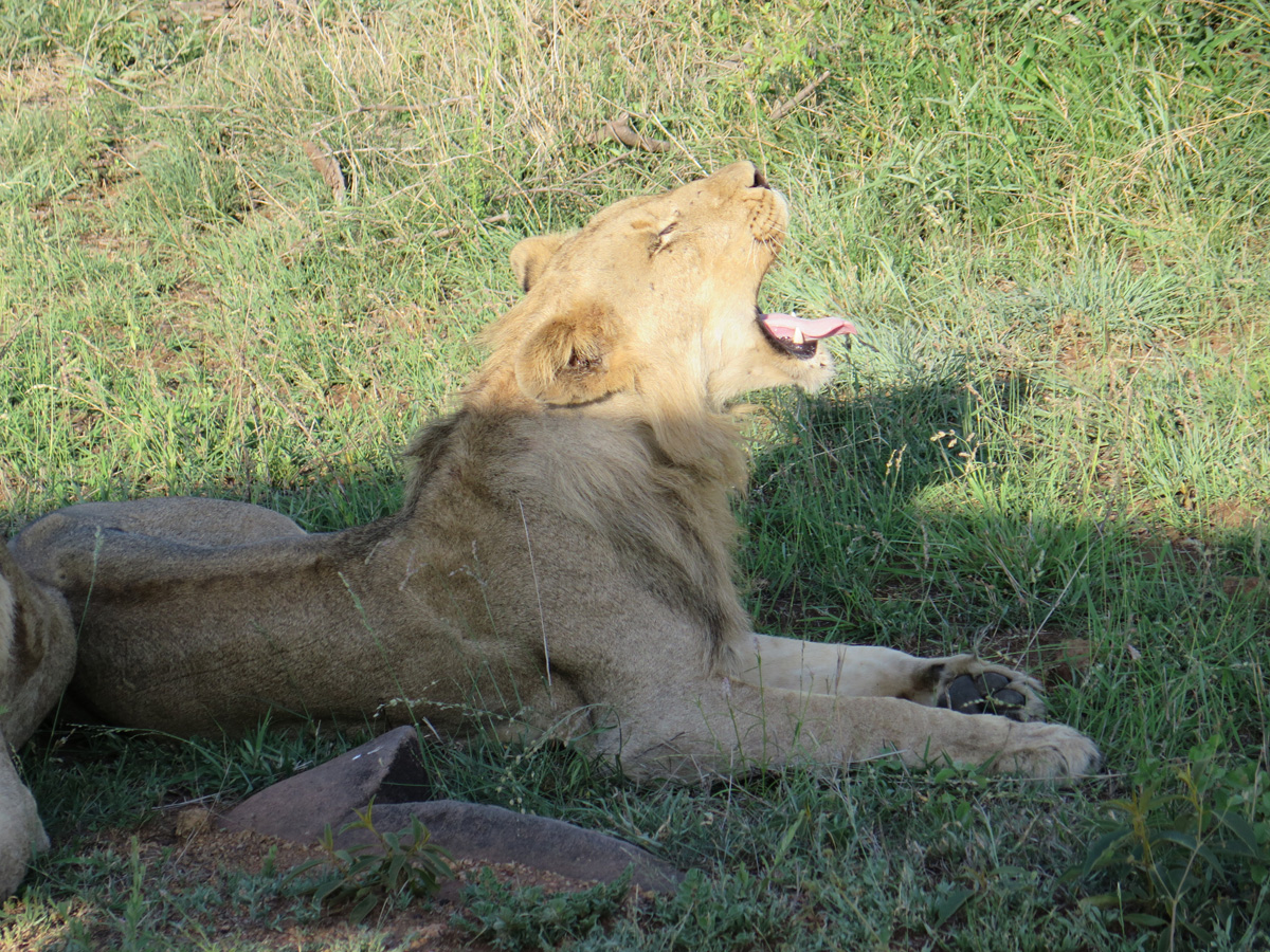 Kruger