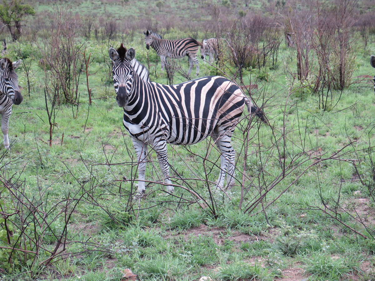 Kruger