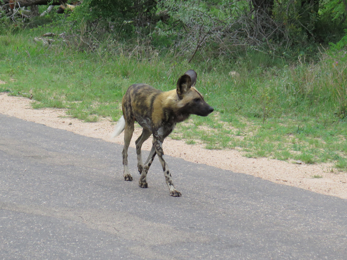 Kruger, African Wild Dog
