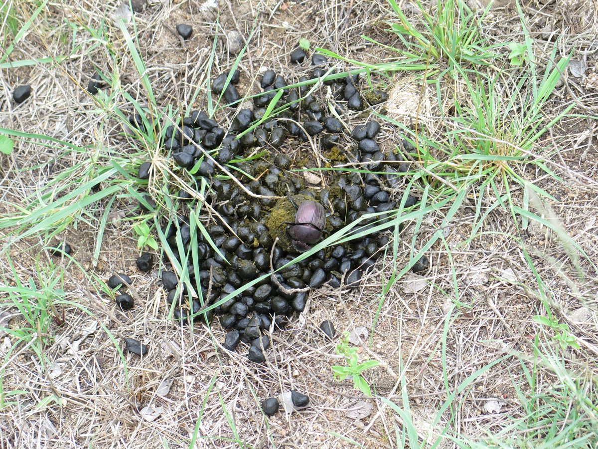 Kruger, Industrious dung beetle
