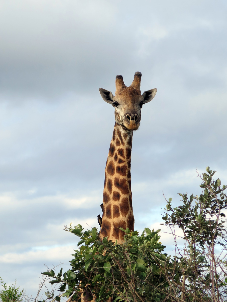 Kruger