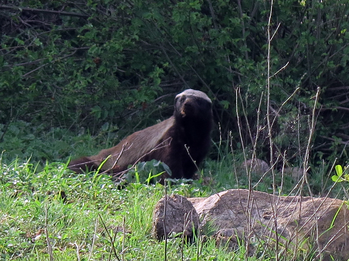 Kruger, Honey Badger !!