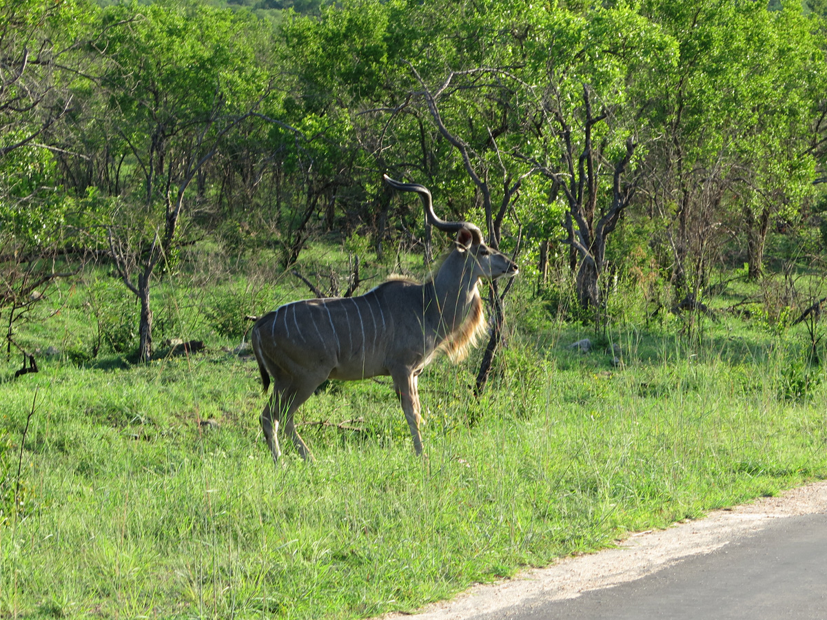 Kruger, Kudu (?)