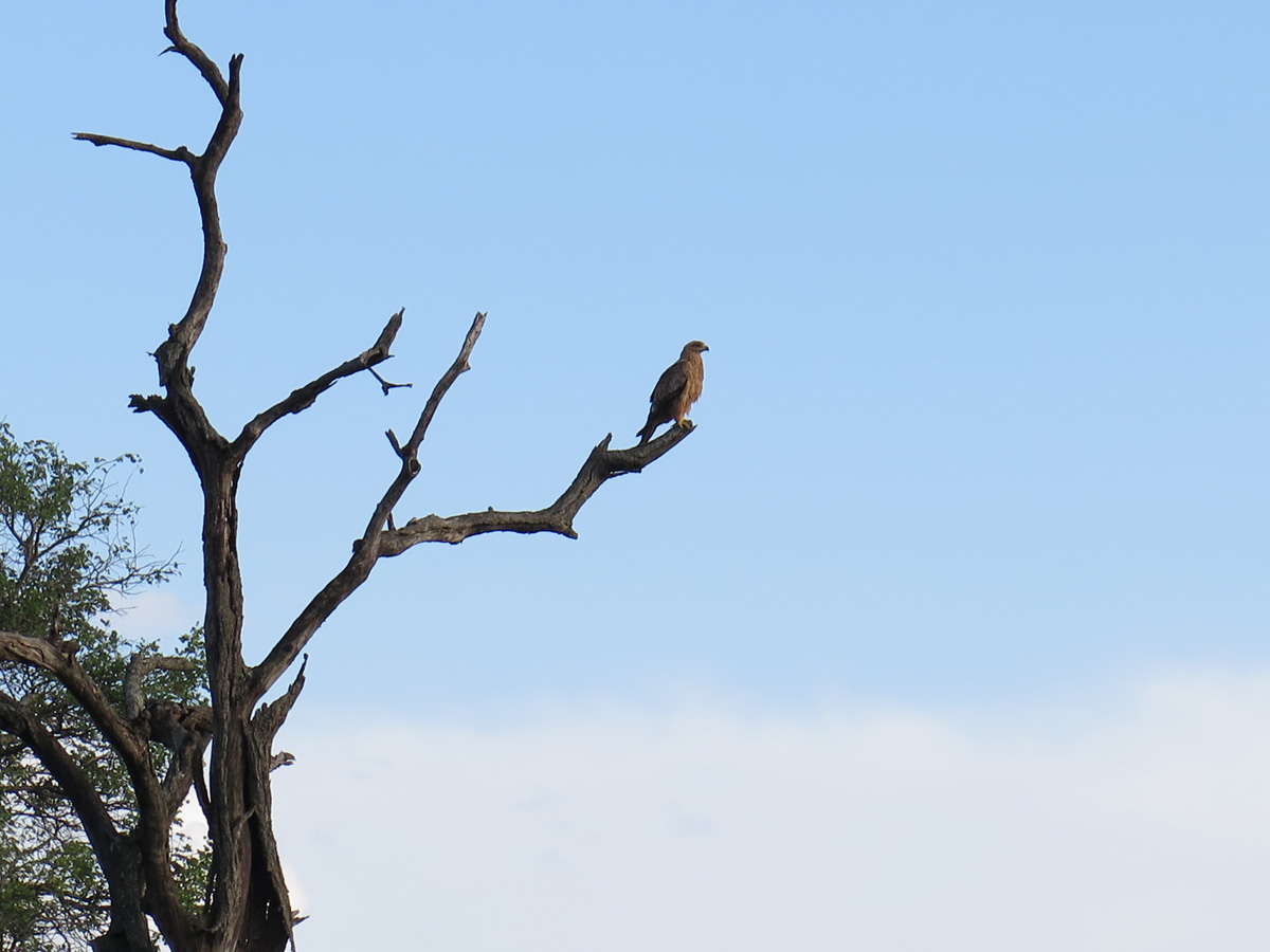Kruger
