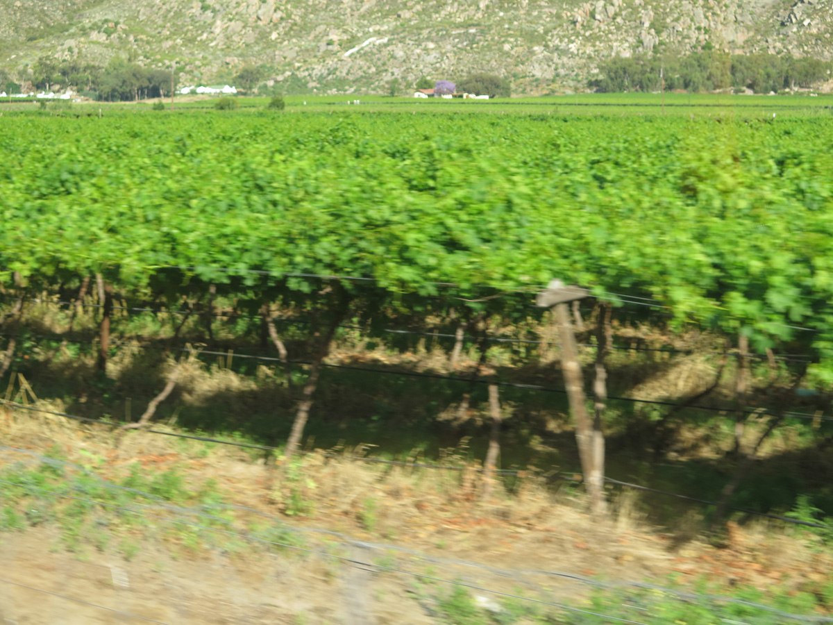 Blue Train, Vinyards, 55 miles East of Cape Town