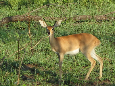 Kruger, South Africa 2013