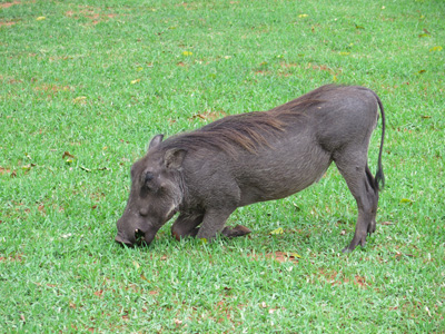 Warthog feeding, Victoria Falls Hotel, Zimbabwe 2013