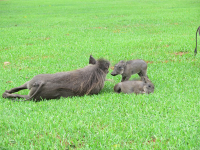 Warthog clan, Victoria Falls Hotel, Zimbabwe 2013