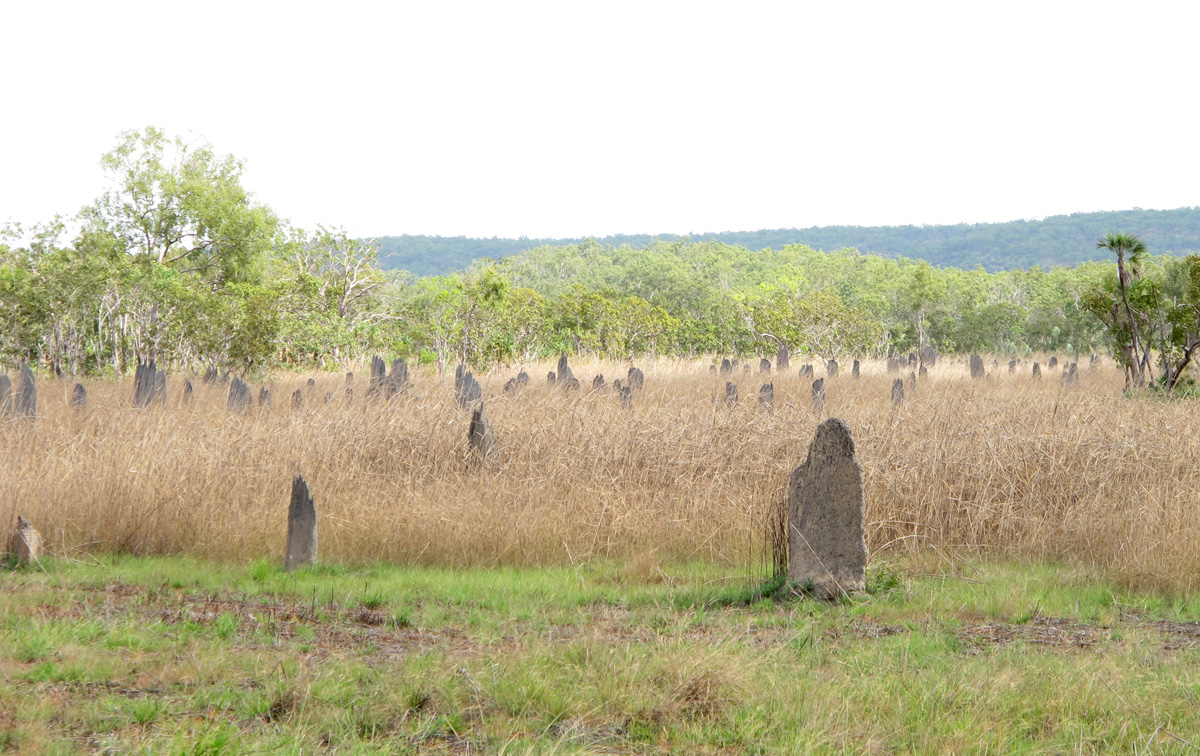 Litchfield Park, Magnetic termite mounds Like an abandoned graveyard.