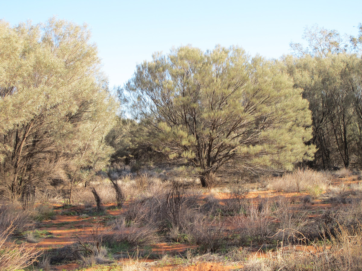 Uluru Base Walk, Definitely <i>not</i> a desert.