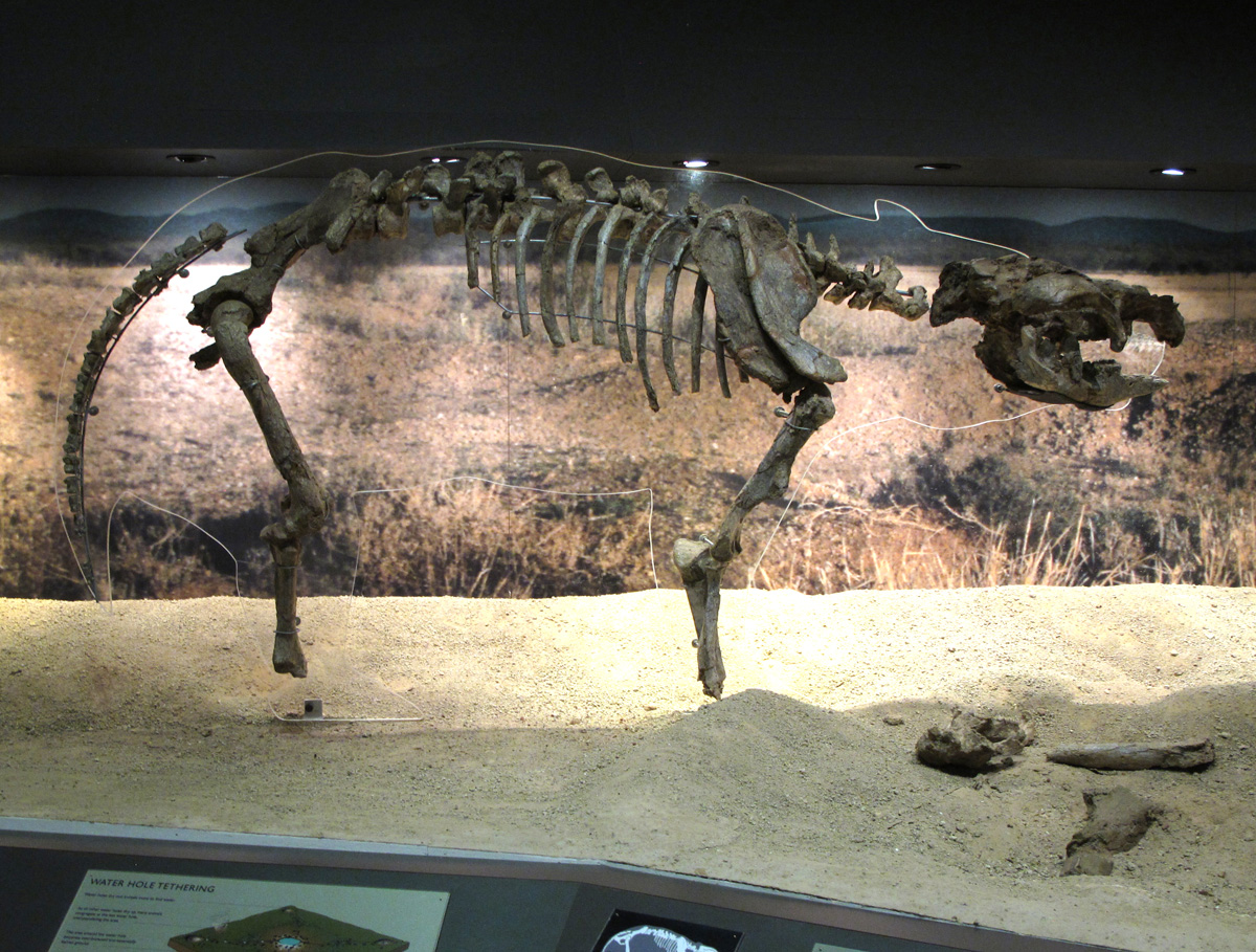Alice Springs, Plaisiodon centralis skeleton Museum of Central Australia