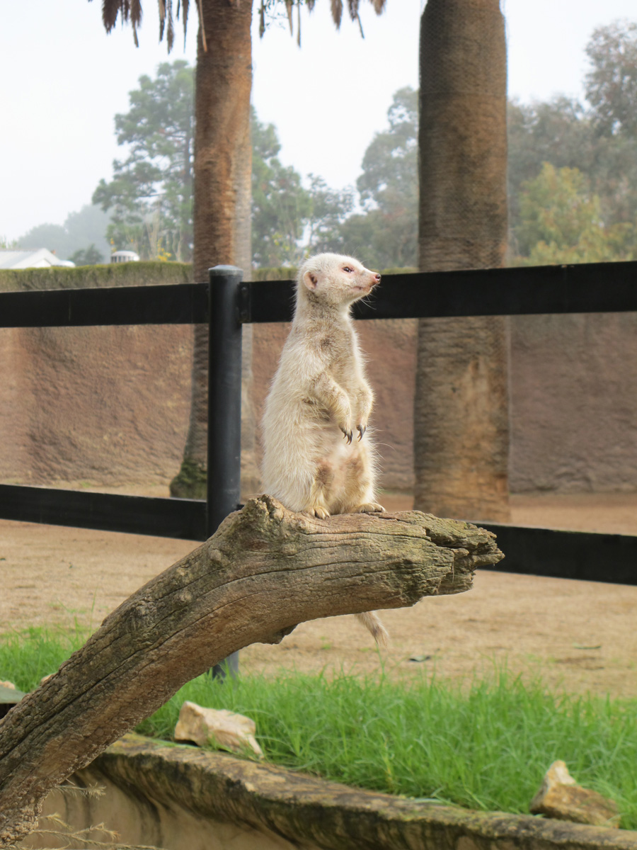 Adelaide Zoo