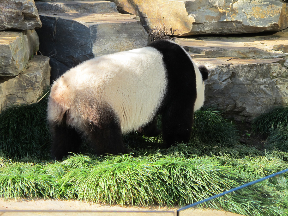 Adelaide Zoo, Stoopid Panda