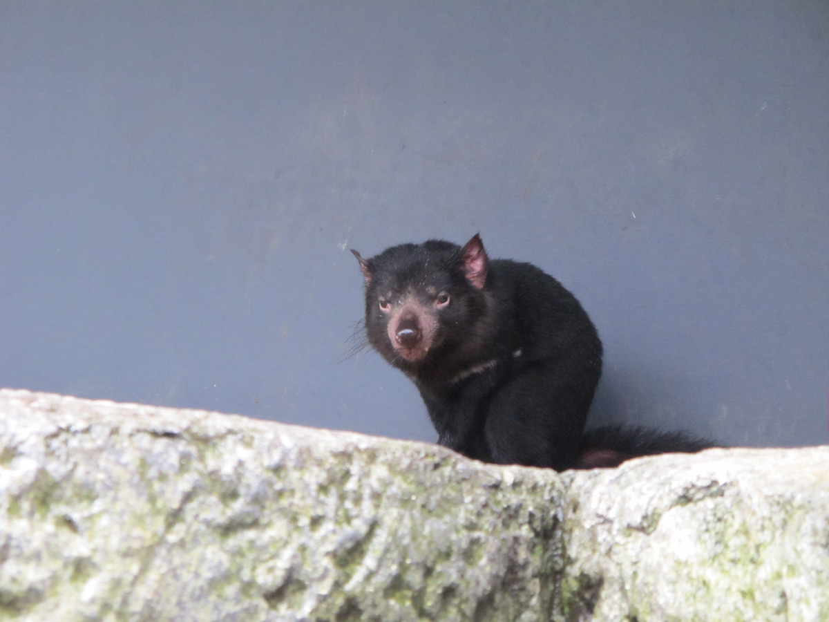 Sydney Taronga Zoo, Tasmanian Devil: Looking innocous