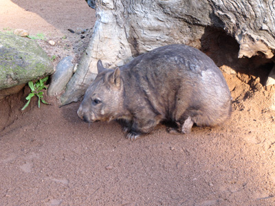 Melbourne Zoo, Australia (West-East)