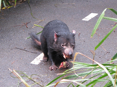 Eating Lunch, Sydney Taronga Zoo, Australia (West-East)