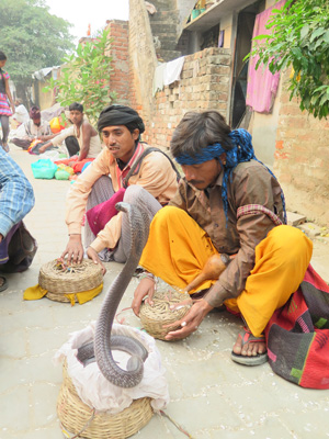 Snake charmers!, Lucknow, India 2014