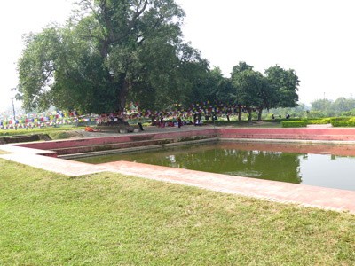 Sacred pool and tree, Lumbini, Nepal 2014